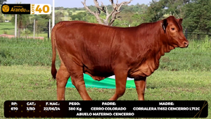  LOTE 40