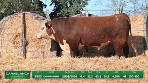 Hereford Morixe — Escritorio Dutra LTDA.