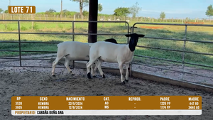  LOTE 71