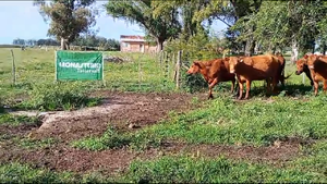  21 Vaq PÑ en Saladillo