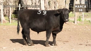  1 Toro