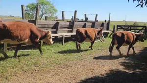 21 Vacas de Invernada