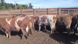  20 Novillo Gordo en Los Ángeles, VIII Región Biobío