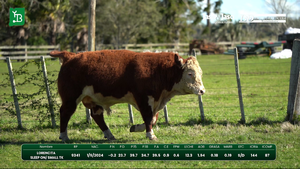 Toros — Escritorio Dutra LTDA.
