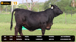  LOTE 13