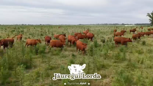  50 Vaquillonas preñadas