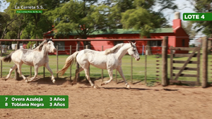  2 Yeguas