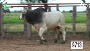  Toros Brahman