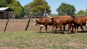  190 Vaquillonas en Corrientes, Mercedes