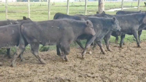  47 Terneros