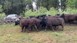  25 Vacas medio uso C/ gtia de preñez