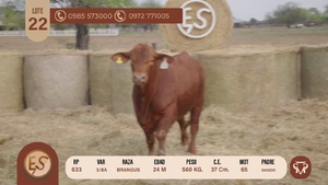  TOROS BRANGUS 24 MESES