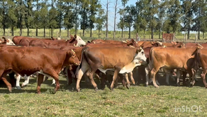  104 Terneros en Corrientes, Perugorría