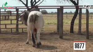  Brahman