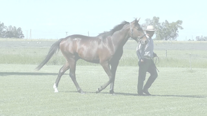  HATTON (SEÑOR CANDY -  JOY CHISPEX)