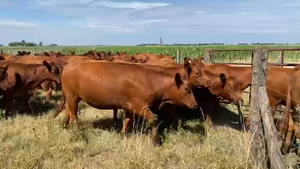  66 Vaquillonas C/ gtia de preñez en Buenos Aires, Chacabuco