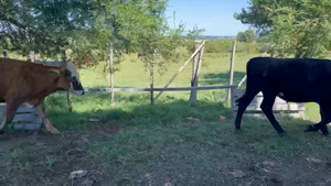 34 Novillos 1 a 2 años en Cerro Largo, Melo