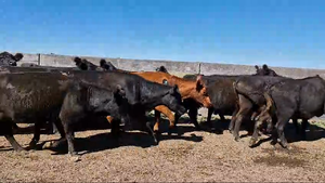  80 Vacas de invernar en Buenos Aires, Tapalqué