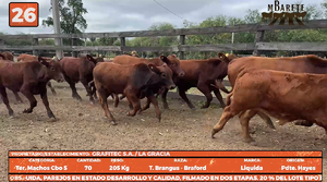  LOTE 26