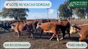  40 Vacas Gordas