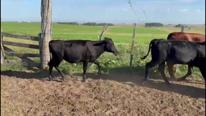  TERNEROS Y TERNERAS
