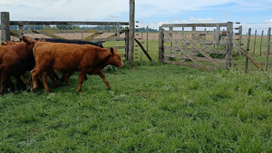  11 Terneros/as en Rauch