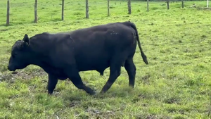  1 Toro