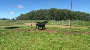  1 Toro