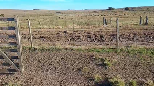 68 Vacas preñadas