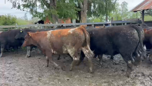  44 Novillo Gordo en Puyehue, X Región Los Lagos