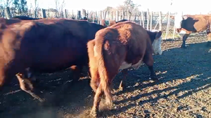  70 Vacas de invernar