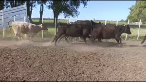  51 Novillitos y vaquillonas