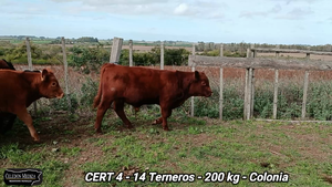  14 Terneros en Colonia