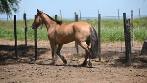  EL  GAVILÁN  PANTERA  NEGRA