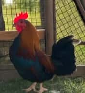  Gallo