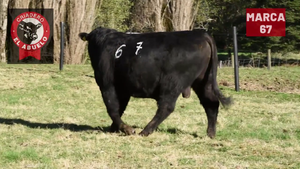  1 Toro