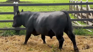  1 Toro