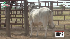  Brahman