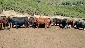  22 Novillo Gordo en Melipilla, Región Metropolitana