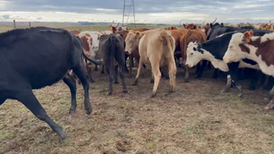 37 Vacas preñadas