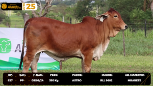  LOTE 25