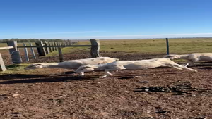 300 ovejas merinos y merino dhone