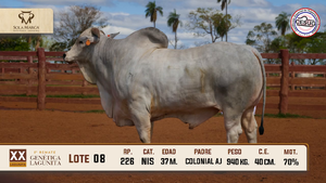 Lote 8 — Sola Marca SA