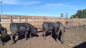  20 Novillo Gordo en Los Ángeles, VIII Región Biobío