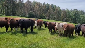  50 Novillo Engorda en Fresia, X Región Los Lagos