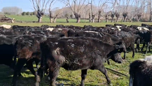  120 Ternero en Yumbel, VIII Región Biobío