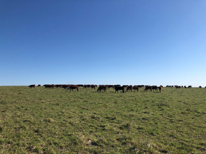 Oportunidad Campo a la Venta en Salto