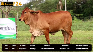  LOTE 24