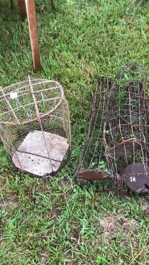 Lote JAULA Y TRAMPAS