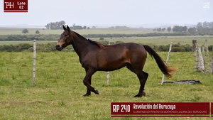  REVOLUCION DEL BURUCUYA